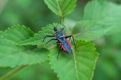 Sphedanolestes pubinotum