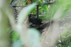 Myrmophylax atrothorax