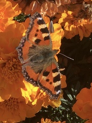 Aglais urticae