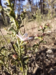 Philotheca verrucosa