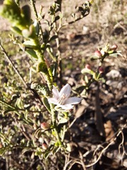 Philotheca verrucosa