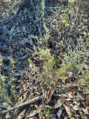 Philotheca verrucosa