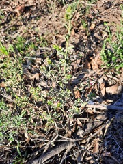 Philotheca verrucosa