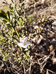 Philotheca verrucosa