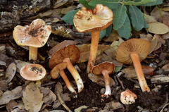 Inocybe roseifolia