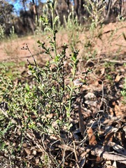 Philotheca verrucosa