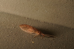 Micromus posticus