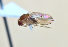 Drosophila tripunctata
