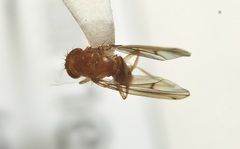 Drosophila tripunctata