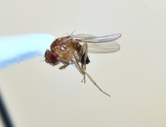 Drosophila melanogaster