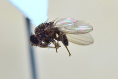 Drosophila repleta