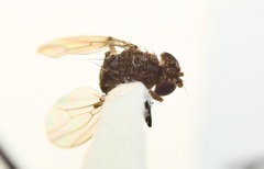 Drosophila repleta