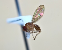 Drosophila tripunctata