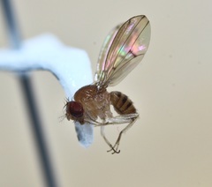 Drosophila tripunctata