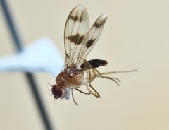 Chymomyza amoena