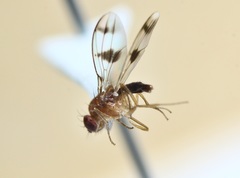 Chymomyza amoena