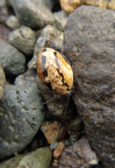 Nerita albicilla