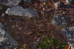 Lepidium virginicum virginicum