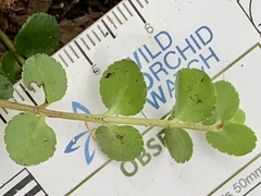 Gonocarpus micranthus micranthus
