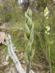 Thelymitra grandiflora