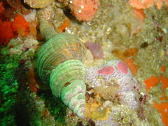 Africofusus ocelliferus