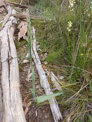 Thelymitra grandiflora