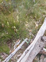 Thelymitra grandiflora