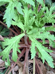 Trachymene composita composita