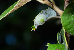 Paracraspis guadaloupensis