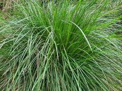 Poa ensiformis