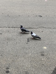 Columba livia domestica