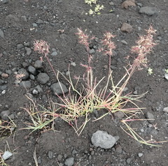 Poa malacantha