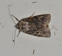 Ectopatria umbrosa