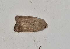 Proteuxoa leptochroa