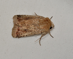 Proteuxoa senta