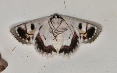 Crypsiphona tasmanica