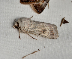 Proteuxoa amaurodes