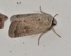 Proteuxoa leptochroa
