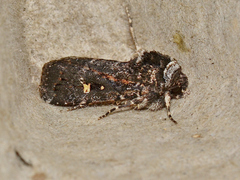 Proteuxoa marginalis