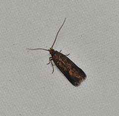 Lecithocera terrigena