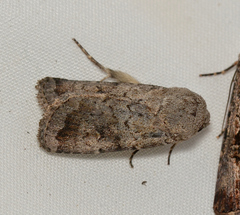 Proteuxoa amaurodes