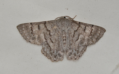 Crypsiphona tasmanica