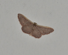 Idaea costaria