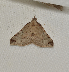 Anachloris tofocolorata