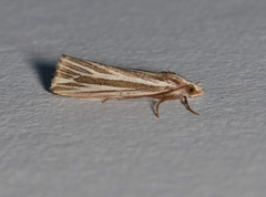 Rhynchopsota delogramma