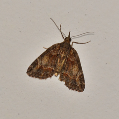 Microdes diplodonta
