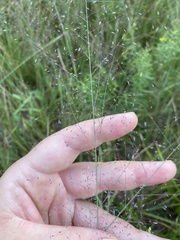 Muhlenbergia torreyana