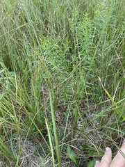 Muhlenbergia torreyana