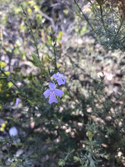 Westringia eremicola