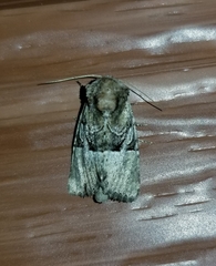 Meropleon diversicolor